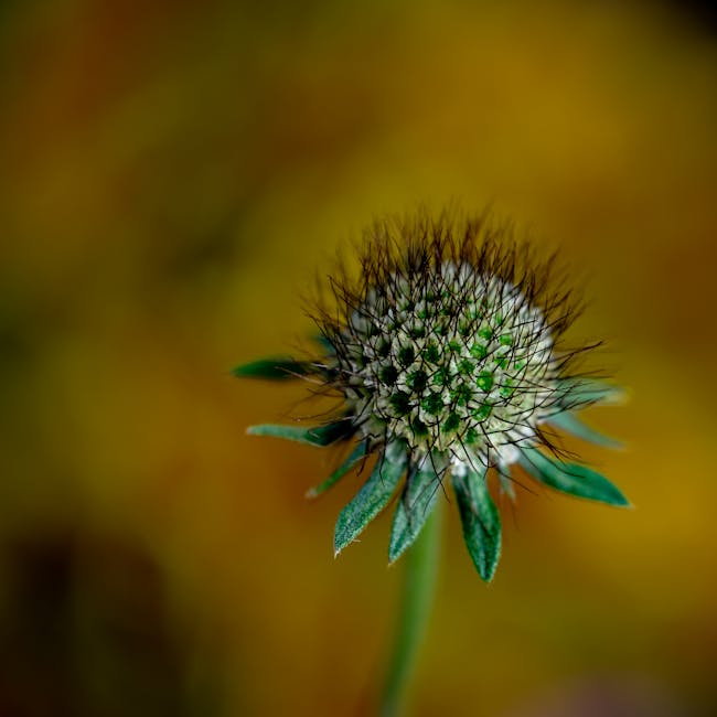 Close up of a spiky flower head representing structure and detail